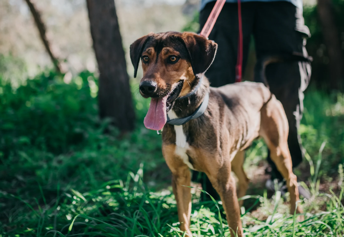 Your new best friend awaits