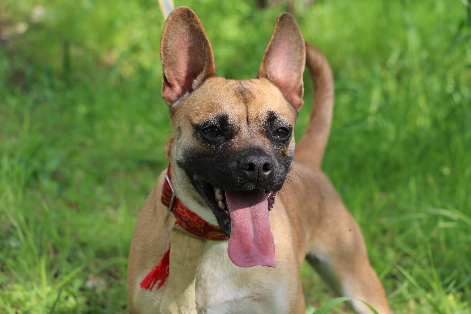 Essential items for welcoming your new dog in Cyprus